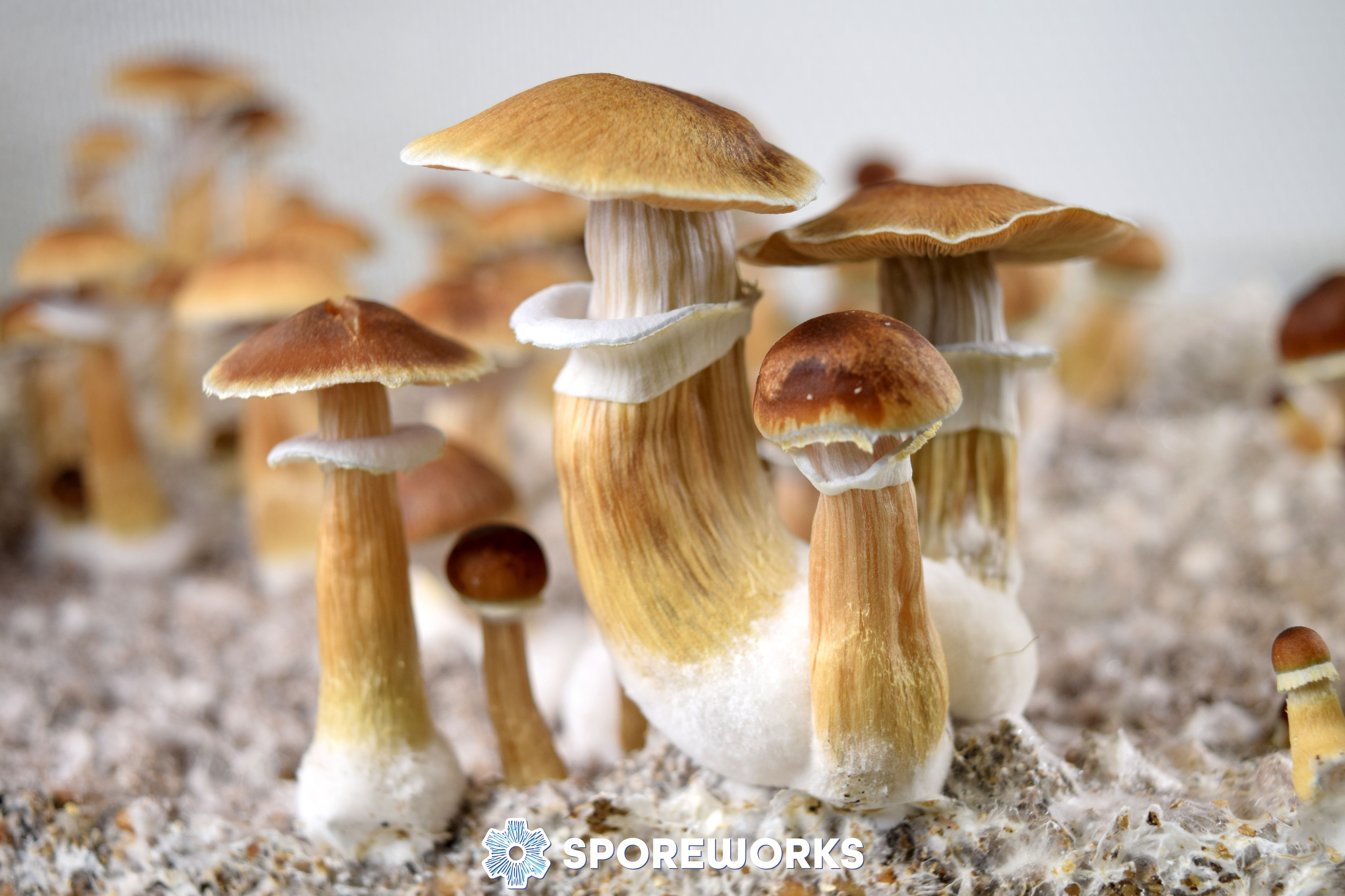Psilocybe cubensis Jedi Mind Fuck Spore Syringe